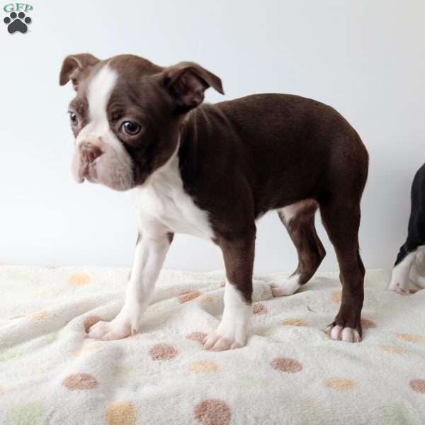 Ginger, Boston Terrier Puppy